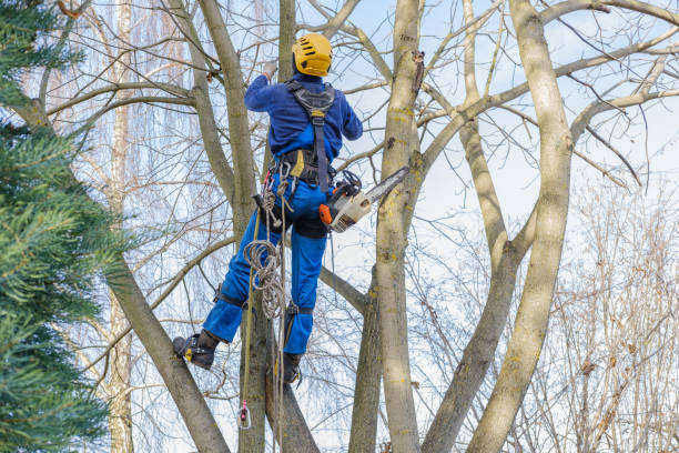 How Our Tree Care Process Works  in  Lake City, SC