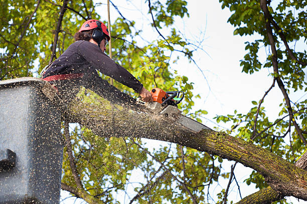 Lake City, SC Tree Removal Company